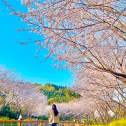 제주 서귀포 숨은 벚꽃 명소 웃물교 실시간 개화상황