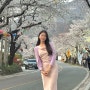 경남 벚꽃 명소 하동 십리벚꽃길 주차, 개화상황 실시간 CCTV