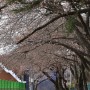 영천댐 벚꽃 개화(2024-0402)