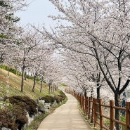 보문단지 벚꽃 개화 북군동 라썸펜션에도 봄이 왔어요