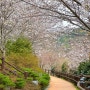 진해 숨은 벚꽃명소 추천 산책하기좋은 벚꽃공원 포토존위치