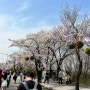 여의도 국회의사당 윤중로 벚꽃축제 24년 4월 2일 실시간