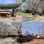 전북 전주 벚꽃 명소 전주동물원 여행 실시간
