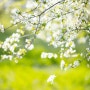 봄에 볼 수 있는 꽃나무 <병꽃나무, 미선나무, 팥꽃나무>