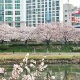 부산 온천천 벚꽃명소 | 부산 온천천 벚꽃 개화 상황 (24.04.02)