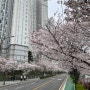 부산 벚꽃 명소 온천천 카페거리 2024