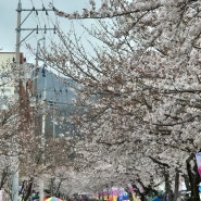 통영 벚꽃 축제