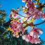 교토 일찍 피는 벚꽃 요도역 카와즈 자쿠라 河津桜