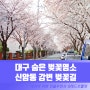 대구 벚꽃 명소 아양교 신암동 금호강변 벚꽃길