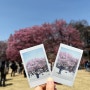 [일본 도쿄] 2024.04.02 마지막 날 | 신주쿠교엔 벚꽃, 장어덮밥, 나리타공항2터미널 뉴욕퍼펙트치즈
