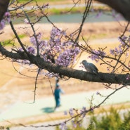 청주 무심천 벚꽃 축제 마지막 날 사진