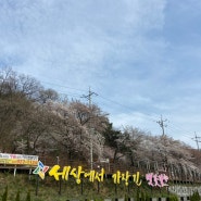 대청호 벚꽃길 봄기운 느끼기 좋은 대전 산책코스! 4월 2일 개화상태!