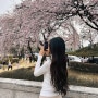 대전 벚꽃 목련 명소추천 카이스트 (위치, 주차정보)