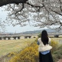 [경주 벚꽃 여행] 경주 흥무로 벚꽃 실시간 개화 상황