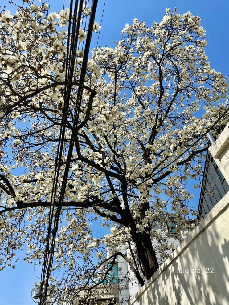 중랑 빈스로드, 목련꽃이 예쁜 브런치카페(+24년 4월 추가)