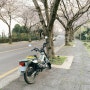 제주도 오토바이 벚꽃개화 라이딩 코스 봄 주말 나들이 무꽃 유채꽃 예래동 드라이브 명소