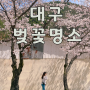 대구 벚꽃 명소 “송해공원 / 카페삼덕”