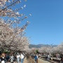 진해군항제 벚꽃축제 개화현황 도보코스 여좌천 해군사관학교 제황산공원 경화역 가는버스