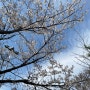 경기도 벚꽃명소 이천 설봉공원 개화상태 (4월2일 기준)