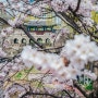 수원 봄 출사, 수원화성 화홍문 벚꽃 사진 포인트 공유합니다
