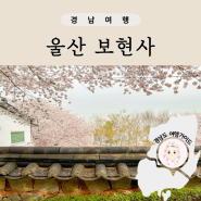 울산 보현사 선암호수공원 벚꽃 실시간 개화