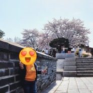 수원 행궁동 벚꽃 명소 및 근처 더 좋은 곳