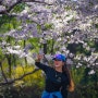 부산 해운대 벚꽃으로 유명한 달맞이고개 벚꽃들