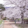 화순 벚꽃 명소 동구리 호수공원 광주 근교 벚꽃 절정(4월 2일 만개)