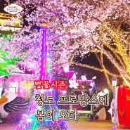 소소 하지만, 빛축제와 함께 하면 예쁜 청도프로방스 벚꽃시즌^^