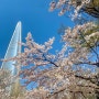 서울 여행 :: 2024 잠실 석촌호수 벚꽃축제 4월 실시간 잠실 가볼만한곳 주말 무료주차