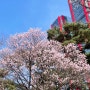 여의도공원 : 봄꽃 개화시기 / 여의도한강공원 물빛광장 / 버스투어