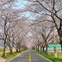 울산 차리마을 숨은 벚꽃 명소 두 번째 방문 개화 실시간. 울주군 두서면 차리마을 2년째 방문 방문일 2024년 04월 02일