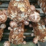 봄 계절 나른할 때 먹어줘야 하는 봄맞이 해독밥상에 필요한 무농약 표고버섯 대폭 할인판매