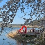 여수 벚꽃명소 승월마을 4월 개화 실시간 상황🌸 포토존 먹거리