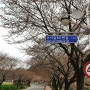 홍성군 벚꽃 명소 추천 - 오서산 벚꽃길 이번 주가 예쁠 것 같습니다.(4월 첫째 주)