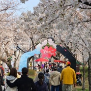 대구여행 | 대구 벚꽃명소 꽃보라동산 (주차정보)