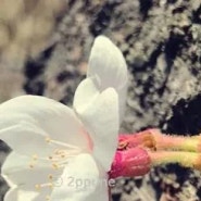 봄꽃의 개화, 목련과 벚꽃, 그리고 나른한 고양이