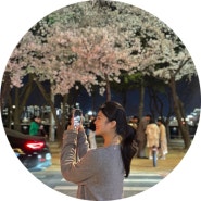 대구 수성못 벚꽃 계단 실시간 개화 상황 포토존 스팟