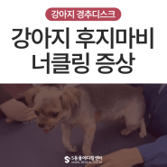 강아지 사지마비 경추디스크 수술 재활치료 수술 후 보행영상/울산 강아지 디스크수술