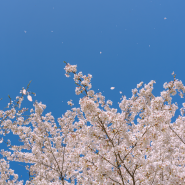[M.E.T TIP] "진짜 봄이다" 낮 최고 24도…남부지방은 오후부터 비