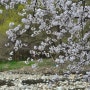 옥포, 한정리의 만개한 벚꽃