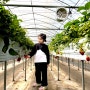 [더땡큐팜 딸기농장] 김포 당일 예약 가능한 건강한 딸기농장 체험