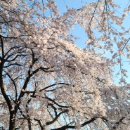 대전 카이스트 벚꽃 실시간 올해 사진