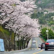 2024 부산 동구 초량 이바구길 산복도로 벚꽃 개화 실시간 상황
