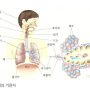 폐렴 - 미생물 감염에 의해 발생하는 폐의 염증