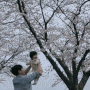 밀양 벚꽃 용평교 제방길 : 부산 근교 조용한 벚꽃 명소
