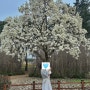 봄나들이 경주 벚꽃 명소 :: 대릉원 돌담길 벚꽃축제 , 흥무로 벚꽃길 🌸