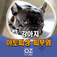 강아지 아토피성피부염, 프렌치 불독 - 분당 Dr. 오즈 동물병원