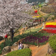 거제도 벚꽃 실시간 개화 양지암조각공원 (2024)
