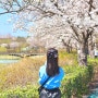 광주 벚꽃 데이트 하기 좋은 곳 첨단 쌍암공원